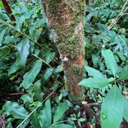 28. Syzygium cymosum .Bois de pomme rouge.( jeunes feuilles rougeâtres et boutons floraux )myrtaceae.endémique Réunion Maurice..jpeg